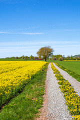 Rural landscape view with rapeseed field and a farm road