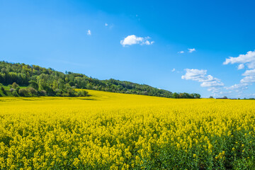 Obraz premium Blooming rapeseed field by a lush hill