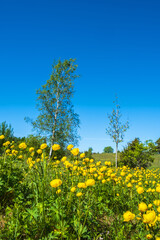 Blooming Globeflower on a beautiful sunny meadow in the summer
