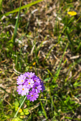 Flowering Bird eye primrose flower
