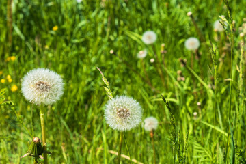 Obraz premium Fluffy overgrown Dandelion flowers on a sunny meadow