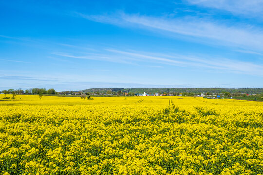 Beautiful flowering rapeseed field by a town