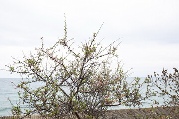 Beautiful spring trees with blooming buds