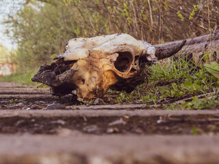 Skull of a cow on the railroad. Background for the wild west.
