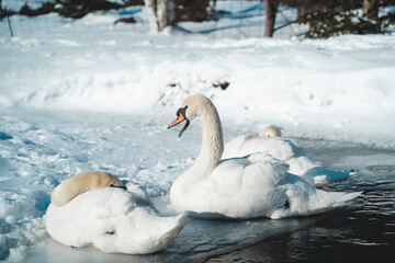 Beautiful family of swans in a small frozen pond in the park