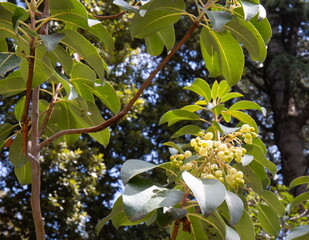 Beautiful spring trees with blooming buds