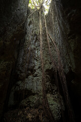 沖縄　美ら島　宮古諸島　伊良部島のパワースポット　洞窟　ヌドクビアブ　岩に食い込む木の根
