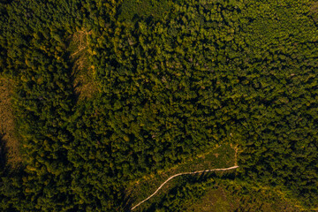 Top view of the Ukrainian forests in the Rivne region, flying over the tunnel of love.