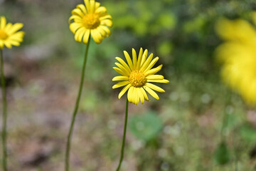Doronicum orientale  yellow flower close with natural light and nice soft background.