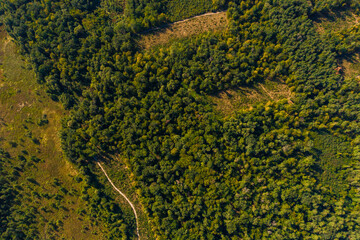 Local deforestation, aerial deforestation areas, Ukrainian forests and their destruction.