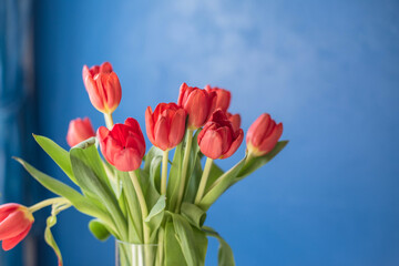 Red tulips on dark blue background, spring flowers banner, greeting card photo, red flower bouquet in blue room