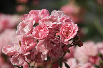 little pink baby roses in the light of the Sun.