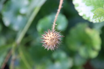 faded flowers of the cleavers that stick to clothing