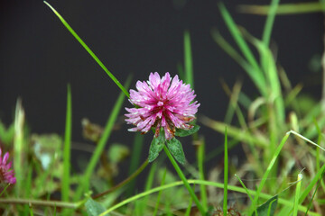 Trifolium pratense or red clover in a meadow