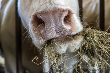 close up of a cow