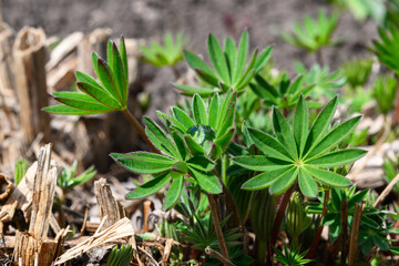 Green young lupine shoots with a drop of water. Plants in spring