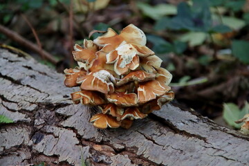 Fototapeta premium Meripilus giganteus is a polypore fungus in the family Meripilaceae