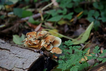 Meripilus giganteus is a polypore fungus in the family Meripilaceae