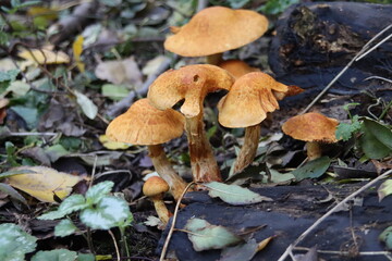 Pluteus podospileus mushroom in a botanic garden