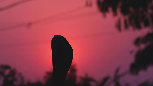 Sunlight with Cobra snake,the South Asian cobra in indian Silhouettes view,cobra attack position