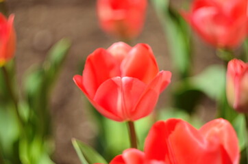 Red tulip flower bloom on background of blurry red tulips flowers
