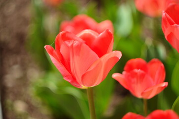 Red tulip flower bloom on background of blurry red tulips flowers