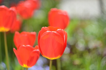 Red tulip flower bloom on background of blurry red tulips flowers