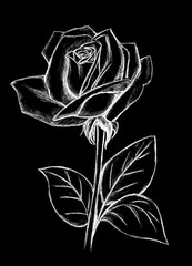 Beautiful rose painted in white on a black background