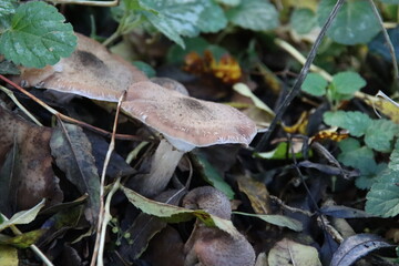 Tremella foliacea is a species of fungus producing brownish, frondose, gelatinous basidiocarps
