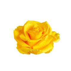 Beautiful yellow rose head isolated on white background