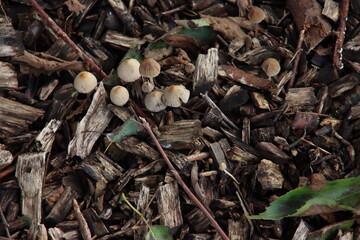 Hypholoma fasciculare or sulphur tuft mushroom in the forest