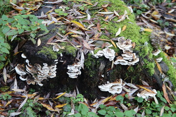 Pleurotus ostreatus or Oyster Mushroom on trees in the botanic garden