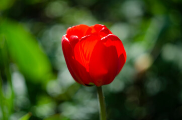 Red tulip flower bloom on background of blurry red tulips flowers