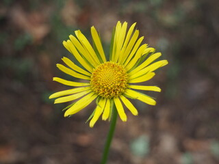 flor color amarilla de largos pétalos y tallo alto