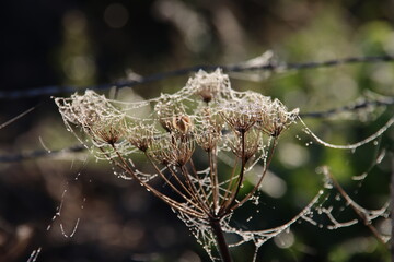 Wet cobwebs of dew on faded hogweed flowers