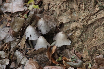Coprinus comatus, the shaggy ink cap, lawyer's wig, or shaggy mane