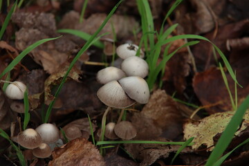 Lycoperdon perlatum, popularly known as the common puffball, warted puffball,