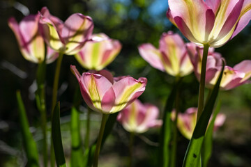Beautiful tulips in the morning garden. Side view.