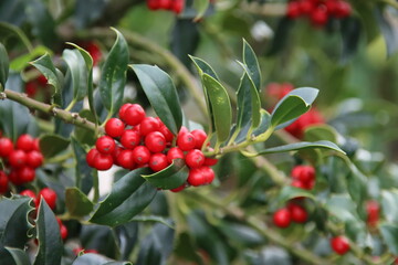 Obraz premium Red berries and dark green leaves of Holly in Park Hitland