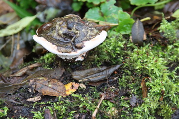 Pleurotus ostreatus or Oyster Mushroom on trees in the botanic garden