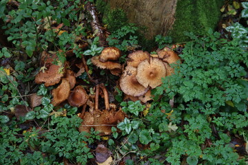Pluteus podospileus mushroom in a botanic garden