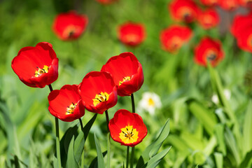 Obraz premium Red tulips on a background of green vegetation..
