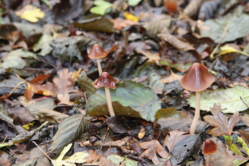 Pluteus podospileus mushroom in a botanic garden