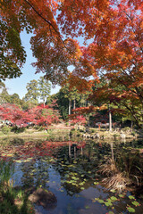 大原野神社　紅葉の鯉沢池　京都市西京区