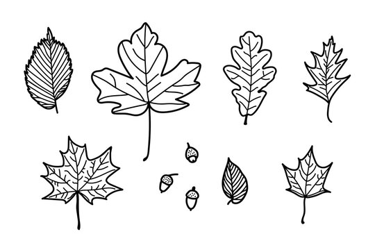 Doodle maple, oak, elm leaves and acorns set. Cute nature doodle leaves. Black and white hand drawn leaf. Vector illustration
