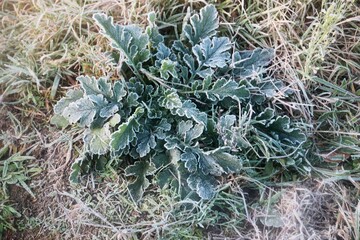 Frozen leaves and grass after night frost