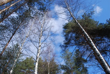 Fototapeta premium Light blue sky with clouds and tree crowns. The trunks of various trees go up to the blue sky with white clouds. Several white birches and brown-green pines.