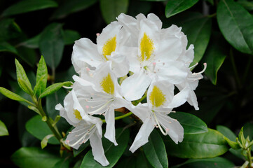 Fototapeta premium ツツジの花