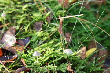Coprinus comatus, the shaggy ink cap, lawyer's wig, or shaggy mane