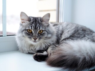 Close-up portrait beautiful gray fluffy domestic cat with yellow eyes. Cat sits on the windowsill. Image for veterinary clinics. The concept of pets. Banner for the site.